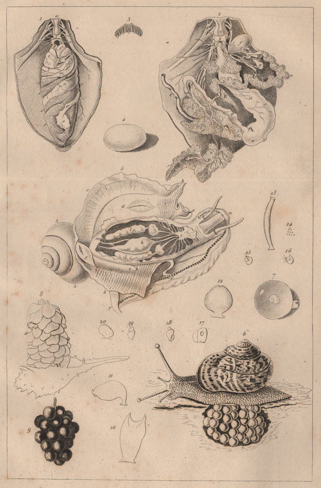 MOLLUSCS. Mollusques. Anatomy I 1834 old antique vintage print picture